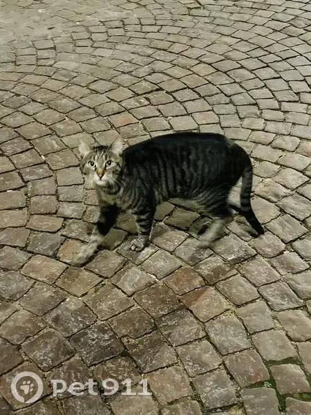 Chat tigré trouvé rue Mouffetard, Paris - photo