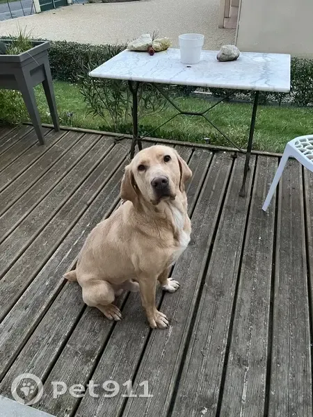 Chien perdu trouvé à Monbahus - photo