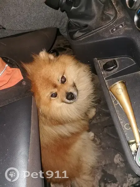 Chien trouvé à Saulcy-sur-Meurthe - photo