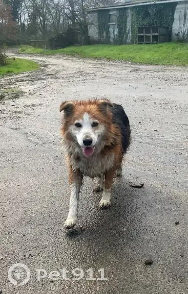 Chienne perdue à Plénée-Jugon - photo