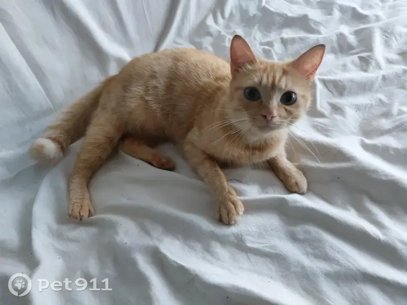 Jeune chatte trouvée rue du Cinsault - photo