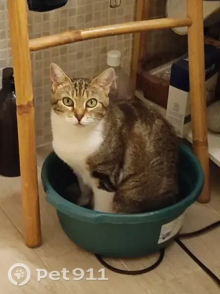 Chatte grise/blanche disparue à Bègles - photo