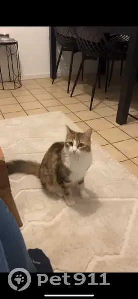 Chat écaille disparu à Besançon - photo