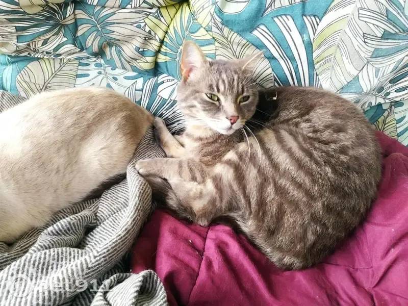 Chat gris Simba 5 ans perdu à Tesson - photo