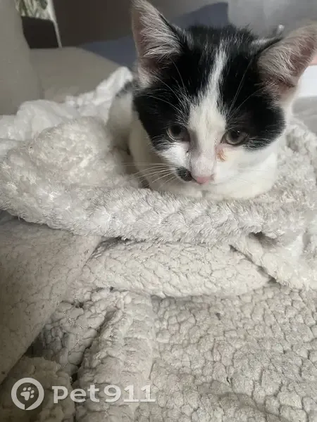 Chaton noir et blanc trouvé à Sin-le-Noble - photo