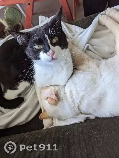 Chat noir et blanc perdu à Vaires-sur-Marne - photo
