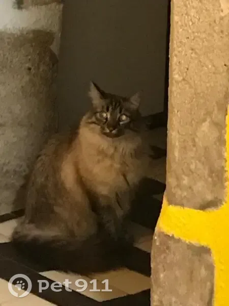 Chat crème yeux bleus perdu à Saint-Paul - photo