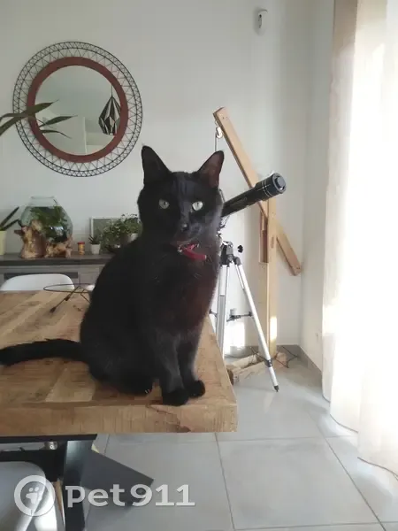 Chat noir disparu à Chabeuil - photo