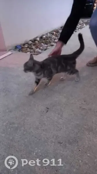 Chatte trouvée à Mérignac, Capeyron - photo