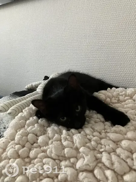 Chat noir européen perdu à Nancy - photo