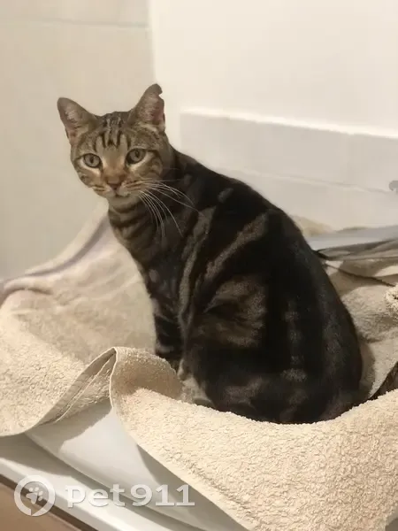 Chatte tigrée trouvée à Marseille 13006 - photo