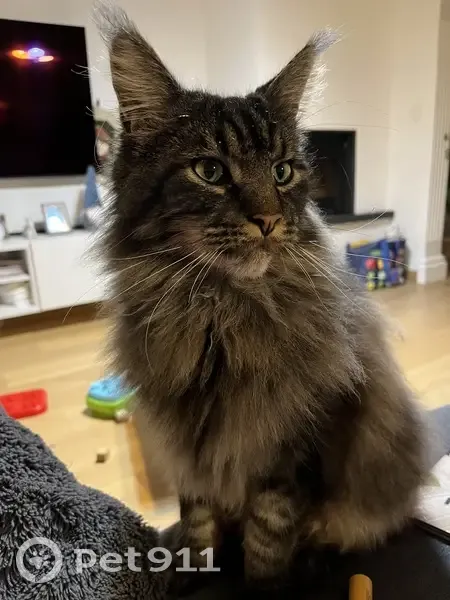Maine Coon sociable perdu à Meyzieu - photo