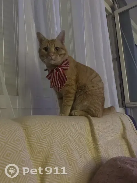 Chat roux 6 ans perdu à Perpignan - photo
