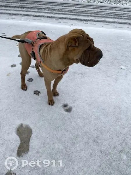 Shar-pei Typex perdu à Lèves, harnais orange - photo