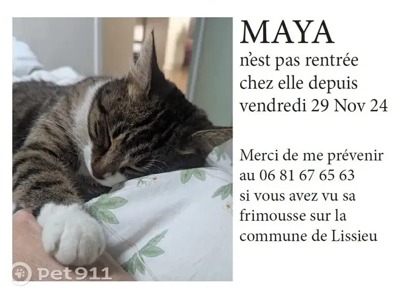 Chat perdu sur la route nationale à Lissieu - photo