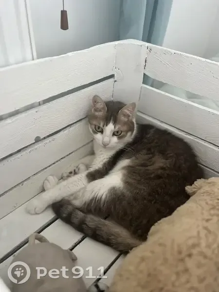Chat perdu, blanc et gris, Civrieux - photo