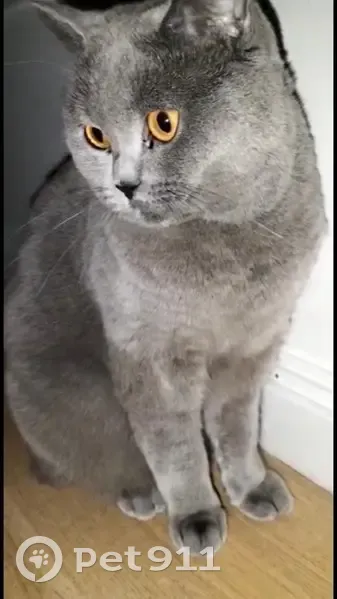 Chat british shorthair perdu à Montrouge - photo