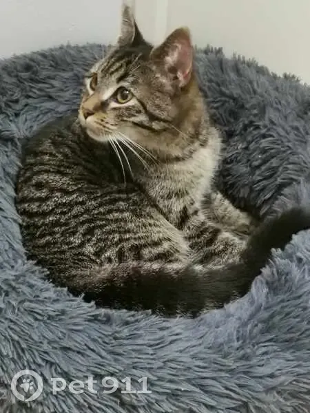 Chat trouvé à Saint-Barthélemy-d'Anjou - photo