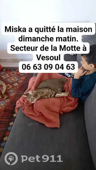 Chatte perdue, Rue Albert Decaris, Vesoul - photo