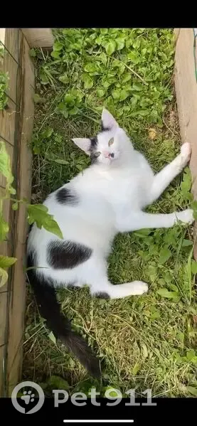 Chat mâle 6 ans perdu à Abbans-Dessus - photo
