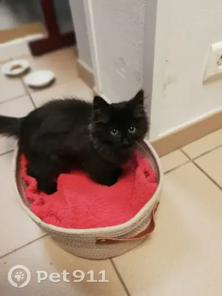 Chatte noire trouvée, rue Saint-Jory - photo