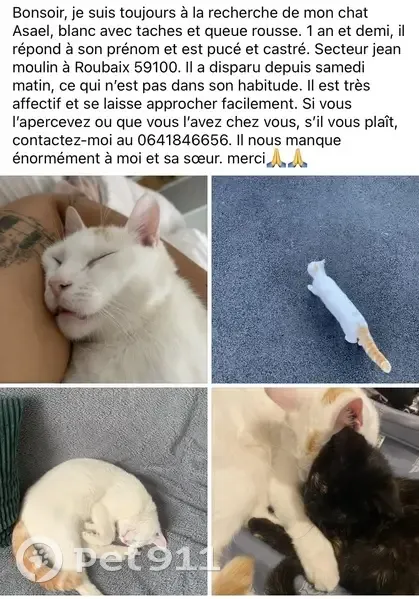 Chat perdu à Roubaix : Asael, blanc et roux - photo