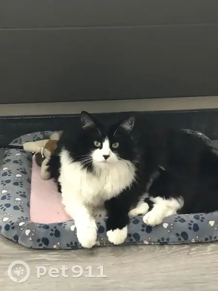 Chat perdu noir et blanc à Conflans - photo
