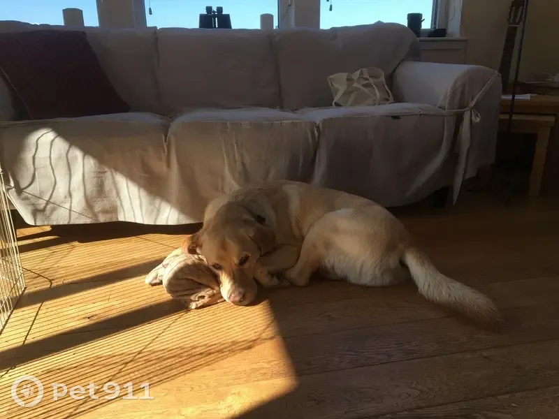 Labrador sable perdu à Strasbourg - photo