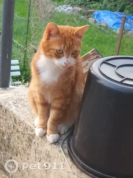 Chat roux tigré perdu à Tourcoing - photo