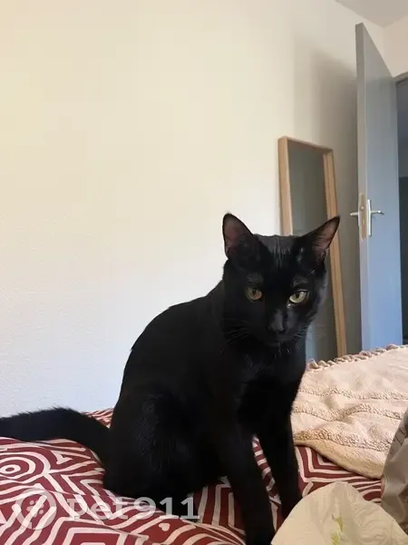 Sushi, chat noir perdu à Avignon - photo