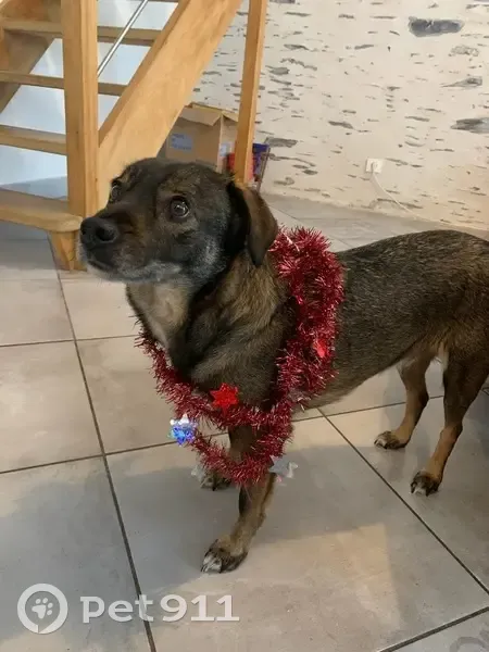 Chien perdu à Noyant, très craintif - photo