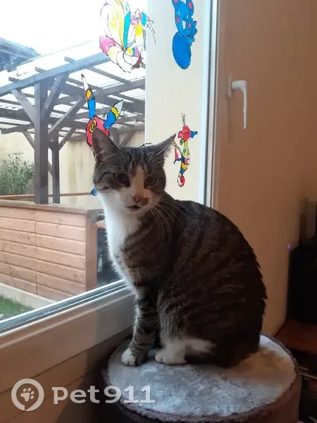 Chat perdu, craintif, échappé du jardin - photo
