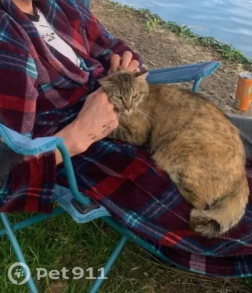 Chatte craintive disparue à Audincourt - photo