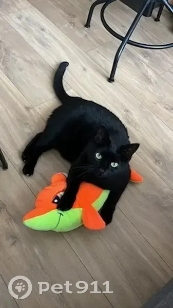 Chat noir perdu, 5 ans, Chantemerle - photo