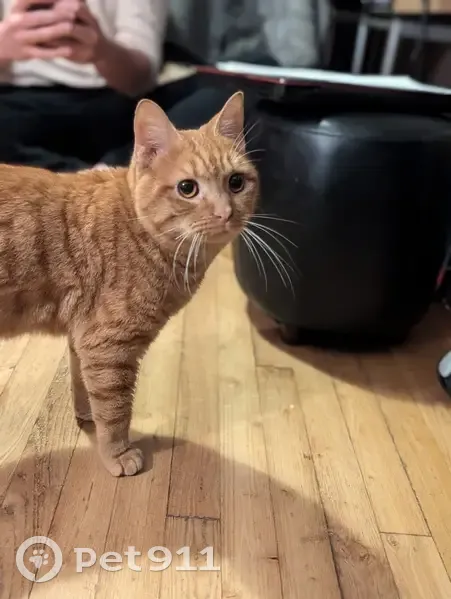 Chat roux mâle trouvé à Poitiers - photo