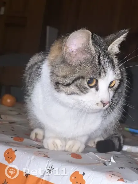 Chaton trouvé au Pôle Médical d'Ennery - photo