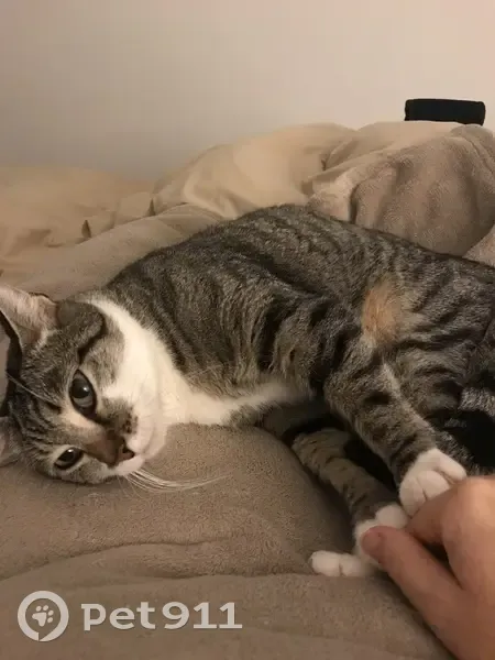 Chat tigré mâle pucé perdu à Agen - photo