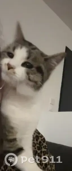 Chat perdu à Fanjeaux : contactez-nous - photo