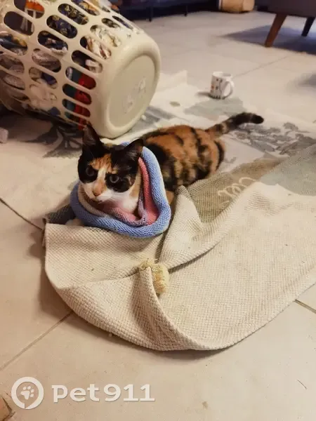 Chatte disparue à Blagnac, robe Isabelle - photo