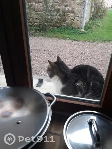 Chat tigré et blanc câlin trouvé affamé - photo