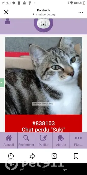 Chatte tigrée disparue à Andrésy - photo