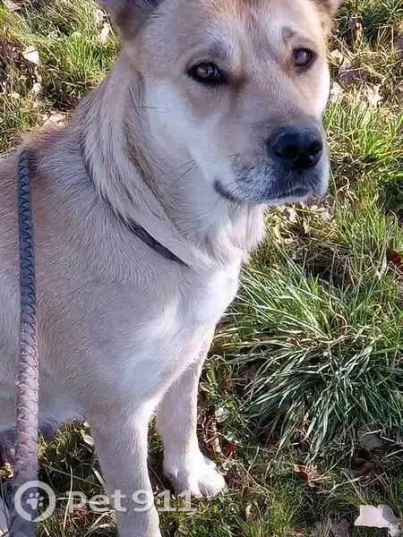 Labrador beige perdu à Pommiers - photo