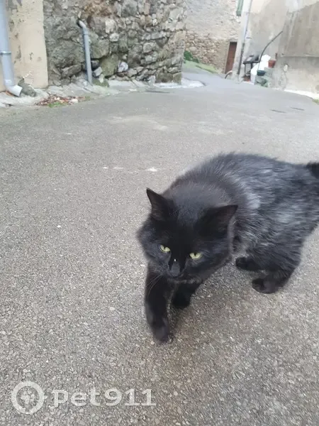 Chatte sociable trouvée à Durban-Corbières - photo