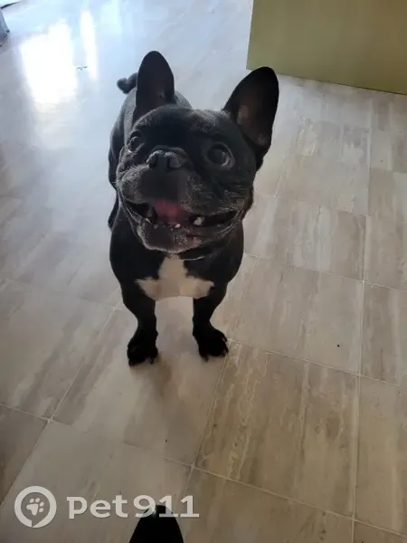 Bouledogue noir trouvé sans puce à Locon - photo