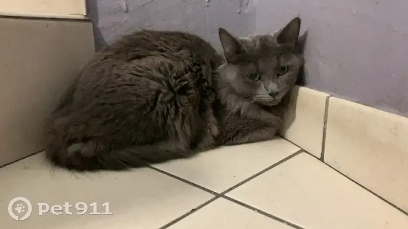 Chat gris trouvé, Rue Floralia, Marseille - photo