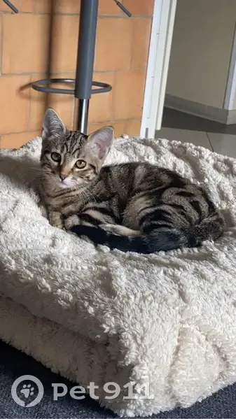 Chat perdu à Coudoux, La Provençale - photo