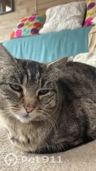 Chatte tigrée grise perdue à Notre-Dame - photo