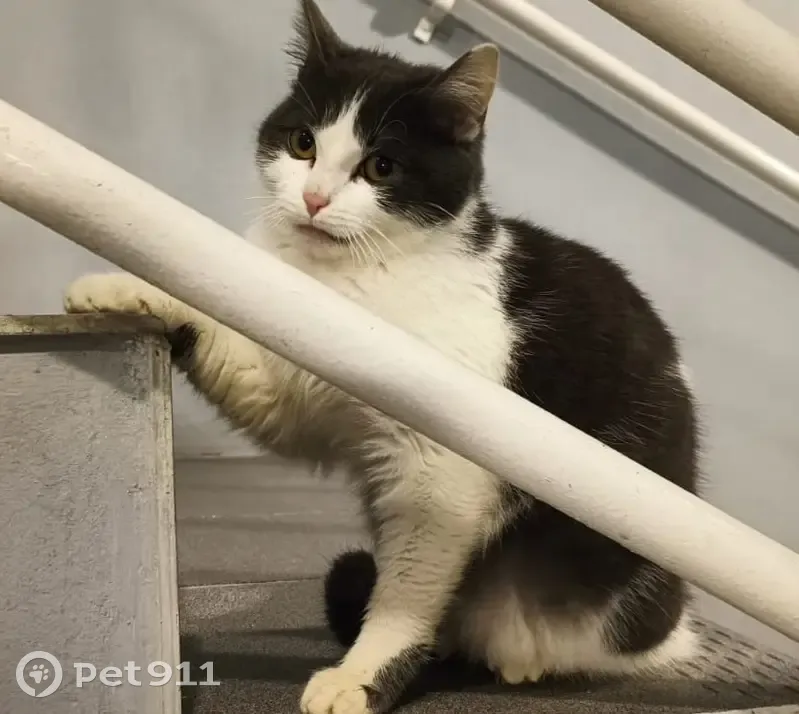 Chatte câline trouvée à Rezé, non identifiée - photo