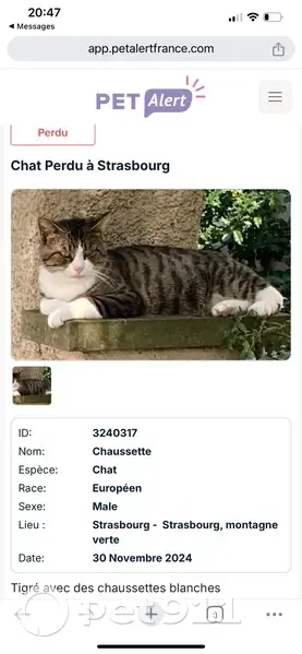Chat tigré perdu, Route de Schirmeck - photo