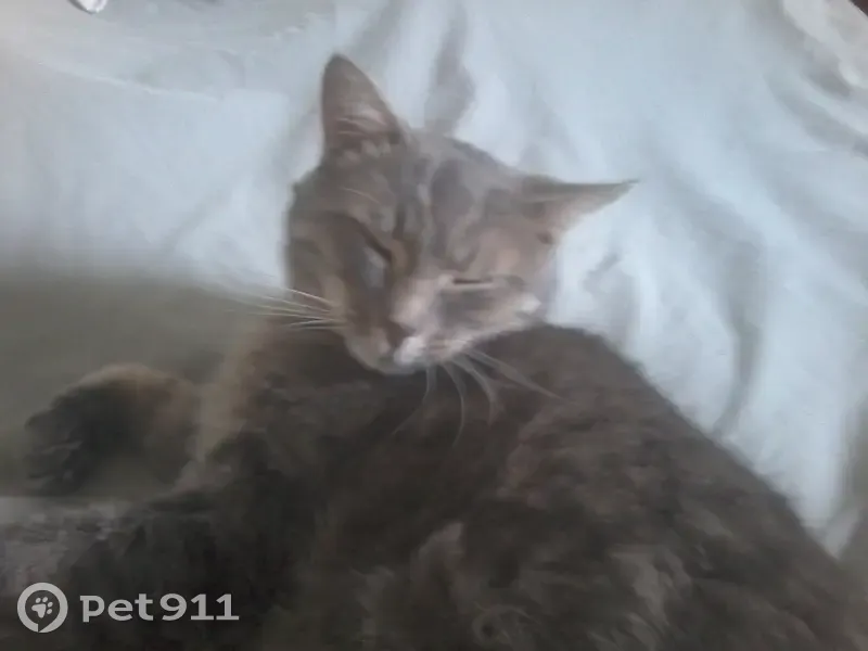 Chat Gris Européen Perdu à Orvault - photo